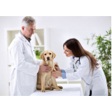 Laboratório de Análise Clínica para Cachorros