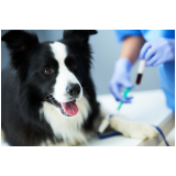 laboratório de análises clínicas para animais contato Laranjeiras
