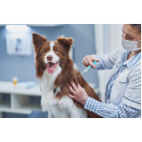 laboratório de patologia para cachorros Royal Park