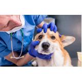 laboratório de patologia para cães telefone Taiúva
