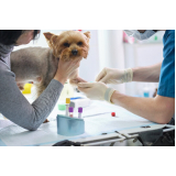 laboratório de patologia para cães Sales Oliveira