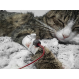 laboratório de patologia para gatos telefone Uberaba