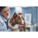 Laboratório de Patologia para Cachorros