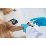 Laboratório de Patologia para Cães