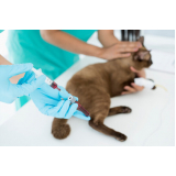 Laboratório de Patologia para Gatos