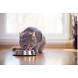 nutrição veterinária gatos Novaes