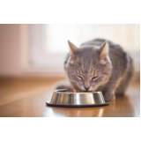 nutrição veterinária para gatos e cachorros clínica Bebedouro