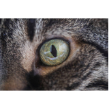 oftalmologia animal agendar Pontal