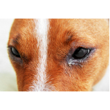 oftalmologia em pequenos animais Cássia dos Coqueiros