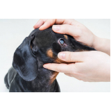 oftalmologista canino agendar Patrocínio