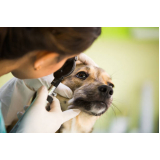 oftalmologista canino Catanduva