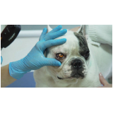 oftalmologista para cães e gatos agendar Santa Cruz
