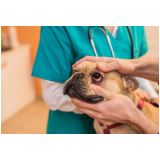 oftalmologista para cães e gatos Ituverava