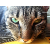 oftalmologista para gatos marcar Taiaçu