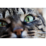oftalmologista para gatos Sales Oliveira