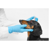 Oftalmologista para Cães