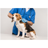 oncologia cães de grande porte clínica Pradópolis