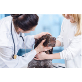 oncologia cães de grande porte Monte Alto