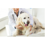 oncologia de cachorro clínica Boulevard