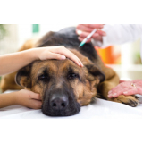 oncologia em cães clínica Pouso Alegre