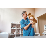 oncologia para animais clínica Jardim São Luiz