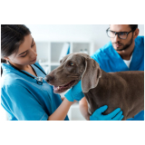 oncologia para cães agendar Catanduva