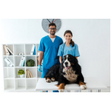oncologia para cães e gatos Serra Azul