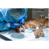 onde fazer cirurgia em pequenos animais Chácaras Hípica