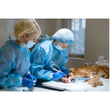 onde fazer cirurgia para animais de médio porte Sales Oliveira