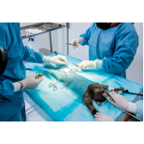 onde fazer cirurgia para gatos Serra Azul