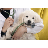 onde fazer dermatologia em cães Araxá