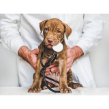 onde fazer dermatologia para cachorro de pequeno porte São Simão