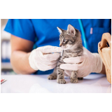onde fazer endoscopia para gatos Restinga