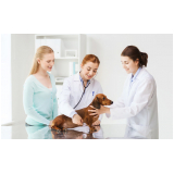 onde fazer oncologia para cachorros Santa Adélia
