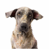 onde fazer tratamento da dermatite em cães Divinópolis