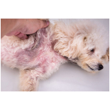 onde fazer tratamento da dermatite para cães Pradópolis