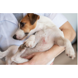 onde fazer tratamento de dermatite atópica em cães Parque das Figueiras