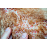 onde fazer tratamento de dermatite de gato Bebedouro