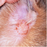 onde fazer tratamento de dermatite em gatos Jaboticabal