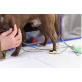 onde tem eletrocardiograma para cachorro Chácaras Hípica