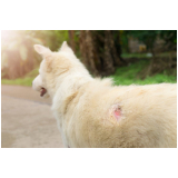 onde tem tratamento da dermatite para cães Taquaral