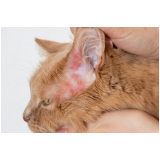 onde tem tratamento de dermatite em gatos Royal Park