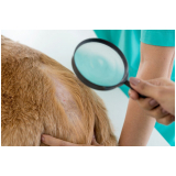 onde tem tratamento dermatite atópica em cães São José da Bela Vista