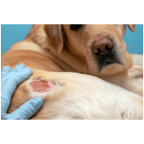 onde tem tratamento para dermatite atópica em cães City Ribeirão