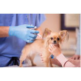 onde tem vacina contra raiva para cachorro Vila Augusta