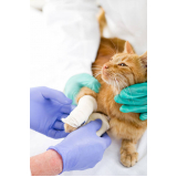 ortopedia para animais de pequeno porte marcar Lapa