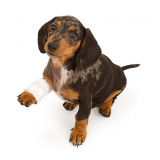 ortopedia para animais de pequeno porte Tambaú