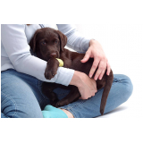 ortopedia para cachorro de grande porte clínicas Taquaral