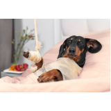 ortopedia para cachorro de pequeno porte clínicas Chácaras Hípica