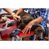 ortopedia para cachorro de pequeno porte Jardim Antártica